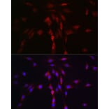 Immunofluorescence - Anti-LLGL1 Antibody (A307538) - Antibodies.com