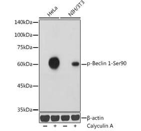 Western Blot - Anti-Beclin 1 (phospho Ser90) Antibody (A307543) - Antibodies.com