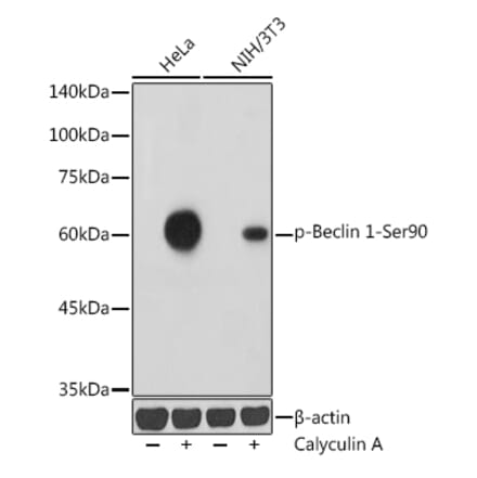 Western Blot - Anti-Beclin 1 (phospho Ser90) Antibody (A307543) - Antibodies.com