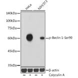 Western Blot - Anti-Beclin 1 (phospho Ser90) Antibody (A307543) - Antibodies.com