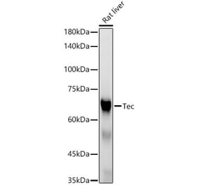 Western Blot - Anti-Tec Antibody [ARC53949] (A307552) - Antibodies.com