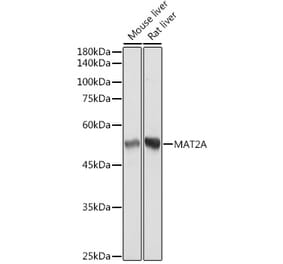 Western Blot - Anti-MAT2A Antibody [ARC2447] (A307555) - Antibodies.com