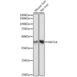 Western Blot - Anti-MAT2A Antibody [ARC2447] (A307555) - Antibodies.com
