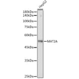 Western Blot - Anti-MAT2A Antibody [ARC2447] (A307555) - Antibodies.com