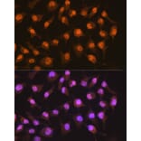 Immunofluorescence - Anti-PER2 Antibody [ARC1134] (A307556) - Antibodies.com
