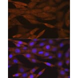 Immunofluorescence - Anti-PER2 Antibody [ARC1134] (A307556) - Antibodies.com