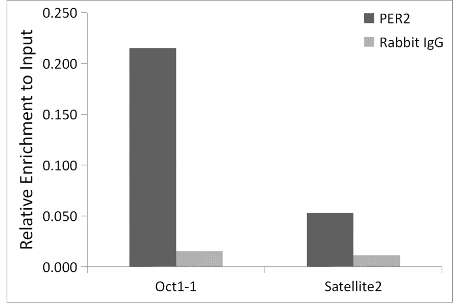 Chromatin Immunoprecipitation - Anti-PER2 Antibody (A307556) - Antibodies.com