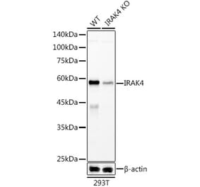 Western Blot - Anti-IRAK4 Antibody [ARC51289] (A307560) - Antibodies.com