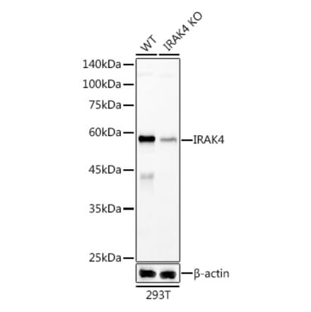 Western Blot - Anti-IRAK4 Antibody [ARC51289] (A307560) - Antibodies.com