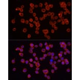 Immunofluorescence - Anti-IRAK4 Antibody (A307561) - Antibodies.com