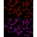 Immunofluorescence - Anti-IRAK4 Antibody (A307561) - Antibodies.com