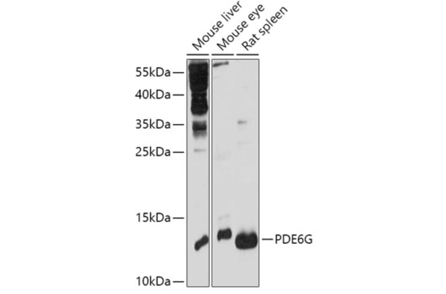 Western Blot - Anti-PDE6G Antibody (A307564) - Antibodies.com