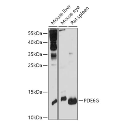 Western Blot - Anti-PDE6G Antibody (A307564) - Antibodies.com
