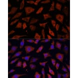 Immunofluorescence - Anti-PDE6G Antibody (A307564) - Antibodies.com