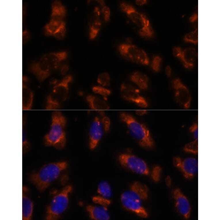 Immunofluorescence - Anti-PDE6G Antibody (A307564) - Antibodies.com