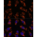 Immunofluorescence - Anti-PDE6G Antibody (A307564) - Antibodies.com