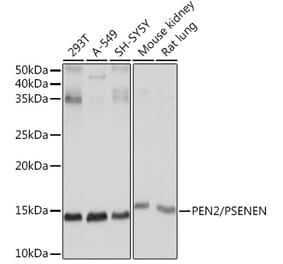 Western Blot - Anti-PEN2 Antibody [ARC1779] (A307565) - Antibodies.com