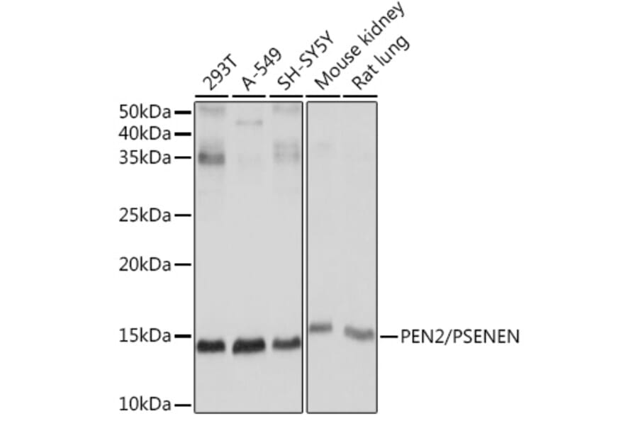 Western Blot - Anti-PEN2 Antibody [ARC1779] (A307565) - Antibodies.com