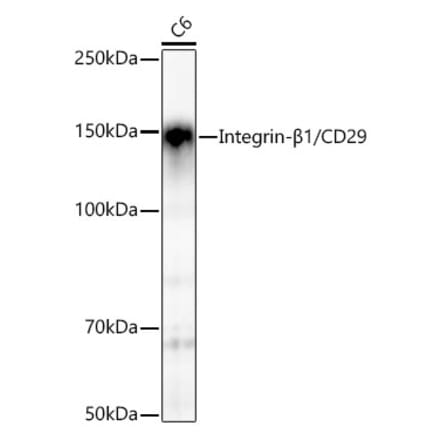 Western Blot - Anti-Integrin beta 1 Antibody [ARC52468] (A307569) - Antibodies.com