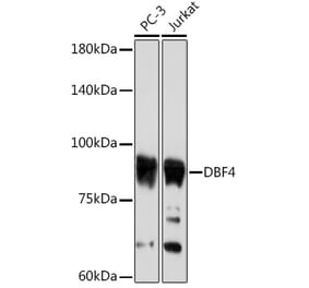 Western Blot - Anti-DBF4 Antibody [ARC2293] (A307578) - Antibodies.com