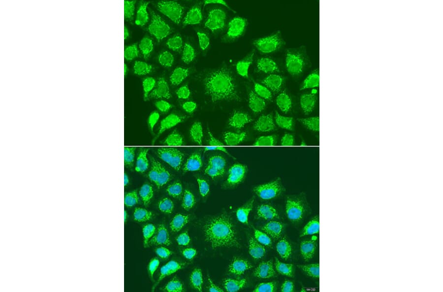 Immunofluorescence - Anti-ATG4D Antibody (A307580) - Antibodies.com