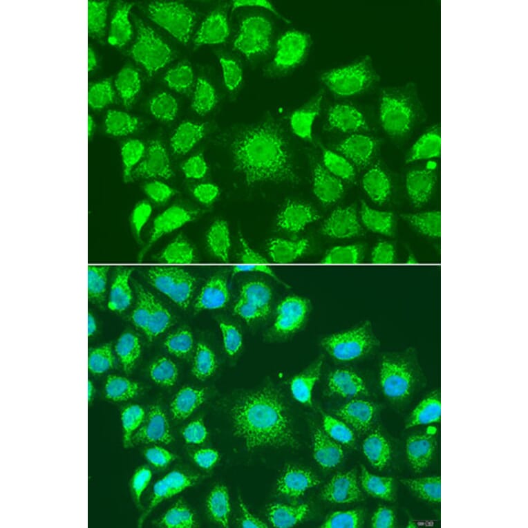 Immunofluorescence - Anti-ATG4D Antibody (A307580) - Antibodies.com
