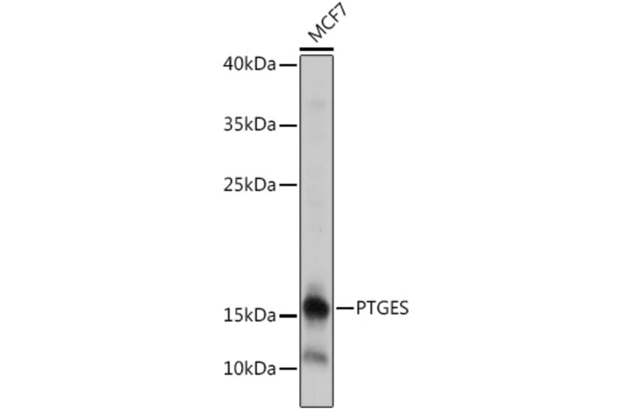 Western Blot - Anti-Prostaglandin E Synthase/MPGES-1 Antibody (A307583) - Antibodies.com