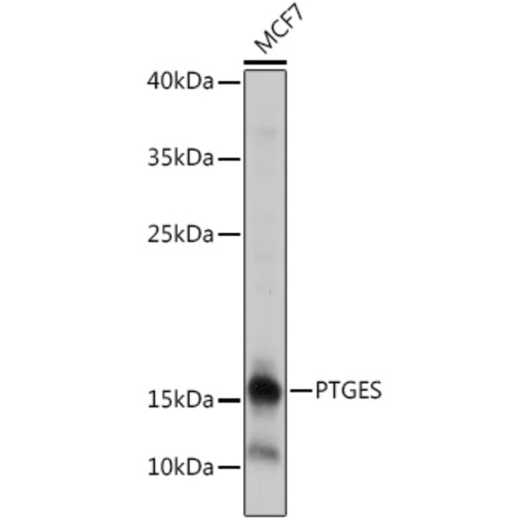 Western Blot - Anti-Prostaglandin E Synthase/MPGES-1 Antibody (A307583) - Antibodies.com