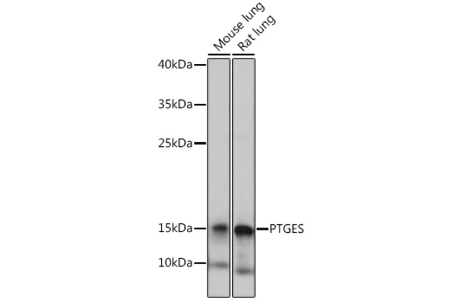 Western Blot - Anti-Prostaglandin E Synthase/MPGES-1 Antibody (A307583) - Antibodies.com