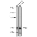 Western Blot - Anti-Prostaglandin E Synthase/MPGES-1 Antibody (A307583) - Antibodies.com