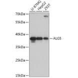 Western Blot - Anti-ALG5 Antibody (A307584) - Antibodies.com