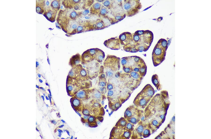 Immunohistochemistry - Anti-ALG5 Antibody (A307584) - Antibodies.com