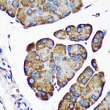 Immunohistochemistry - Anti-ALG5 Antibody (A307584) - Antibodies.com