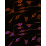 Immunofluorescence - Anti-ALG5 Antibody (A307584) - Antibodies.com