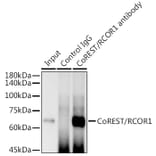 Western Blot - Anti-CoREST Antibody [ARC2044] (A307585) - Antibodies.com
