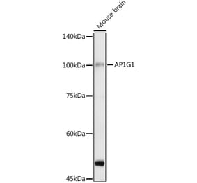 Western Blot - Anti-gamma Adaptin Antibody (A307586) - Antibodies.com