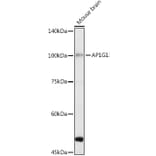 Western Blot - Anti-gamma Adaptin Antibody (A307586) - Antibodies.com