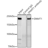 Western Blot - Anti-Dnmt1 Antibody [ARC51348] (A307587) - Antibodies.com