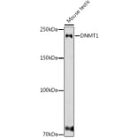 Western Blot - Anti-Dnmt1 Antibody (A307589) - Antibodies.com