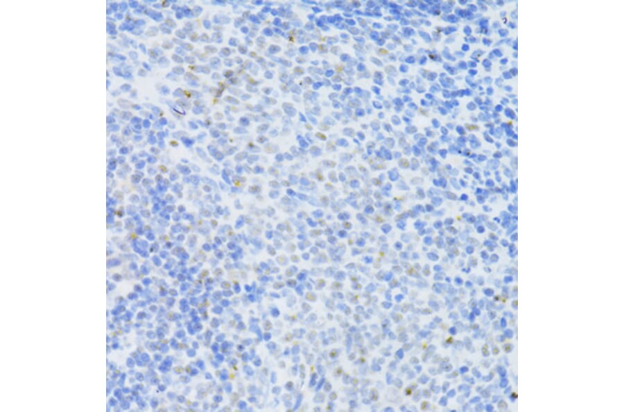 Immunohistochemistry - Anti-Dnmt1 Antibody (A307589) - Antibodies.com