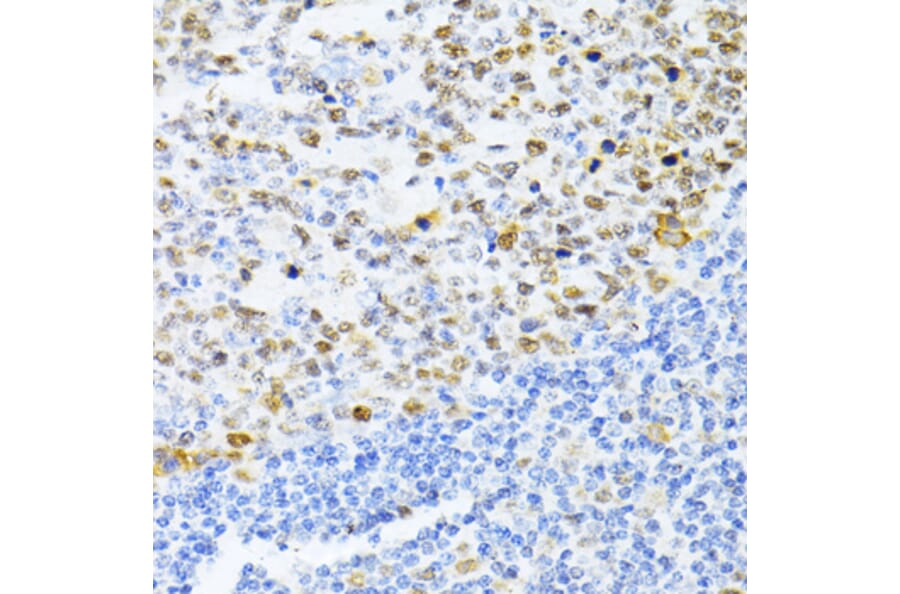 Immunohistochemistry - Anti-Dnmt1 Antibody (A307589) - Antibodies.com