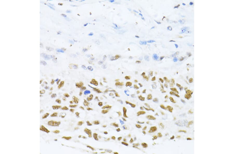 Immunohistochemistry - Anti-Dnmt1 Antibody (A307589) - Antibodies.com