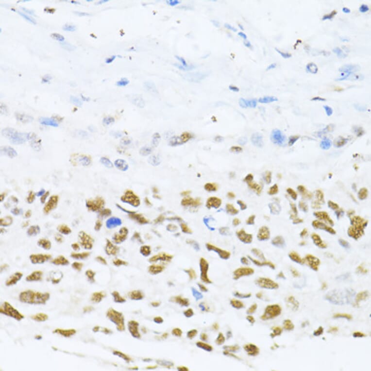 Immunohistochemistry - Anti-Dnmt1 Antibody (A307589) - Antibodies.com