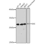 Western Blot - Anti-GSC Antibody [ARC2343] (A307590) - Antibodies.com