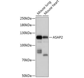 Western Blot - Anti-ASAP2 Antibody (A307593) - Antibodies.com