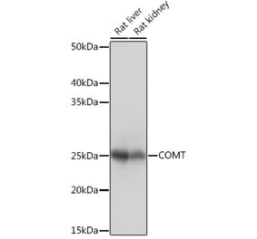 Western Blot - Anti-COMT Antibody [ARC1006] (A307594) - Antibodies.com