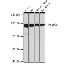 Western Blot - Anti-Hsp90 alpha Antibody [ARC1167] (A307595) - Antibodies.com