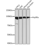 Western Blot - Anti-Hsp90 alpha Antibody [ARC1167] (A307595) - Antibodies.com