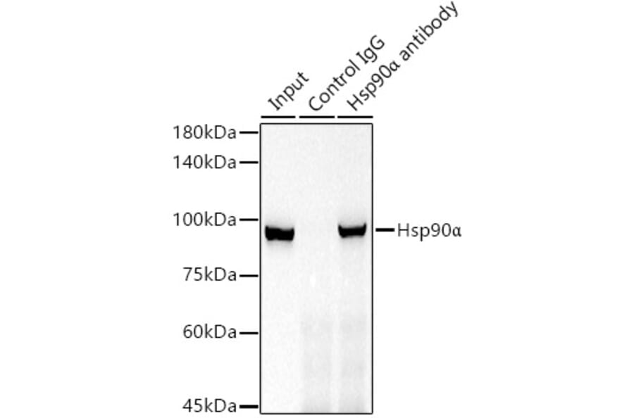 Western Blot - Anti-Hsp90 alpha Antibody [ARC1167] (A307595) - Antibodies.com