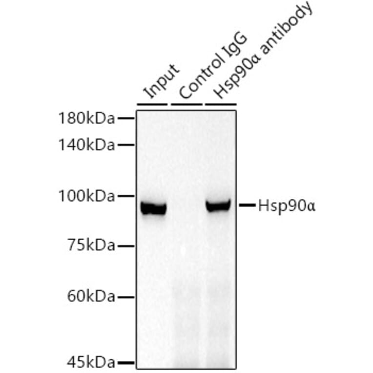 Western Blot - Anti-Hsp90 alpha Antibody [ARC1167] (A307595) - Antibodies.com